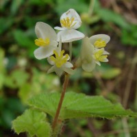 Begonia hirtella Link